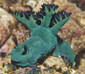 Nembrotha milleri grazing on ascidians in the South China Sea. 